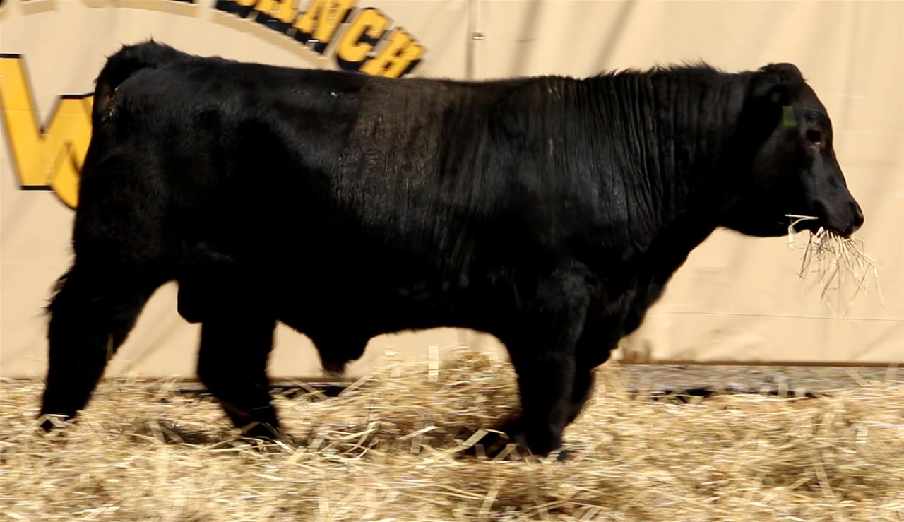 Best Black Bulls